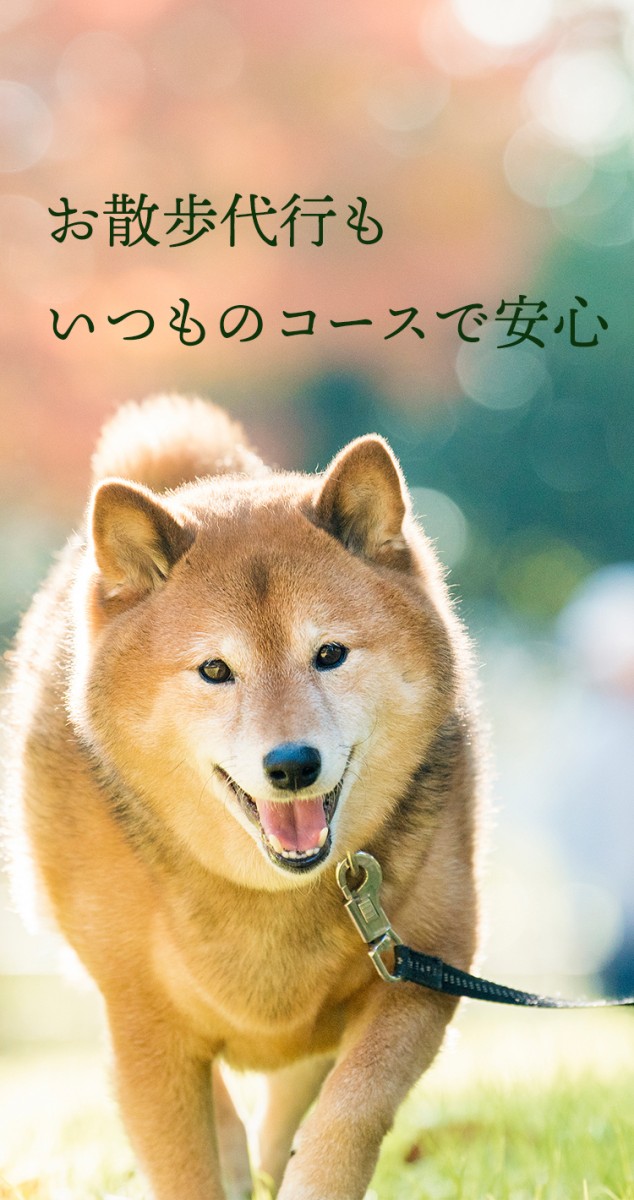 お散歩代行もいつものコースで安心
